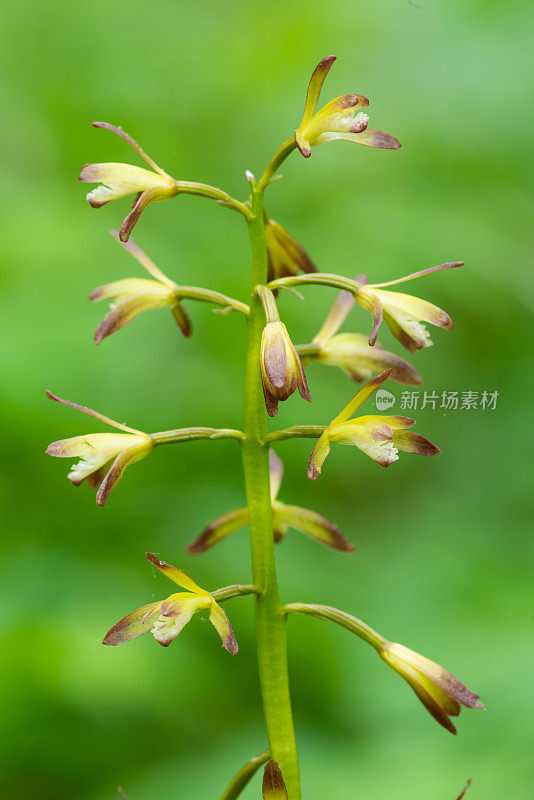 Puttyroot Orchid (aplecum hyemale)，山杂志，AR